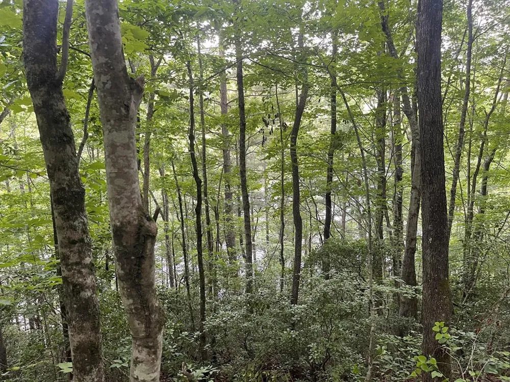 Canada Road Tuckasegee, NC 28783