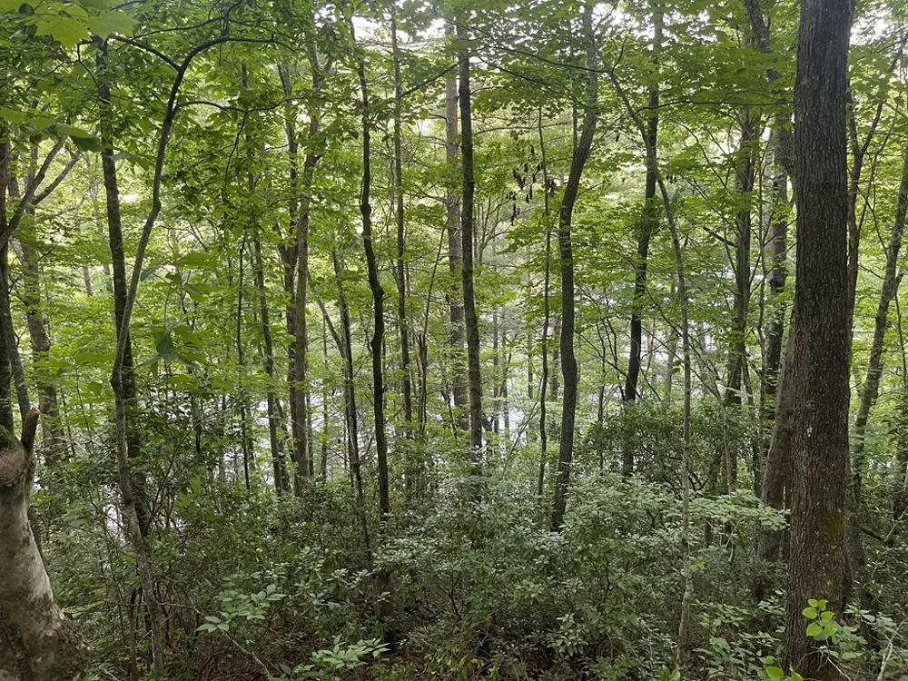 Canada Road Tuckasegee, NC 28783