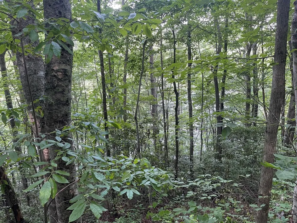 Canada Road Tuckasegee, NC 28783
