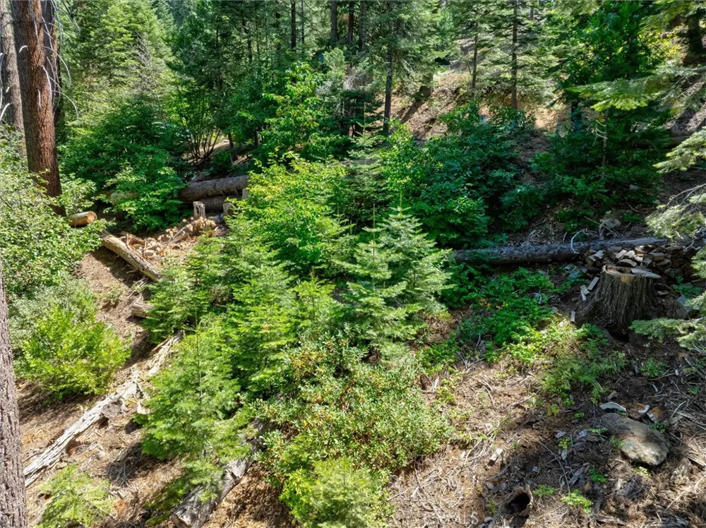 7419 Henness Ridge Road Yosemite, CA 95389