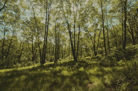 00 Benton Hollow