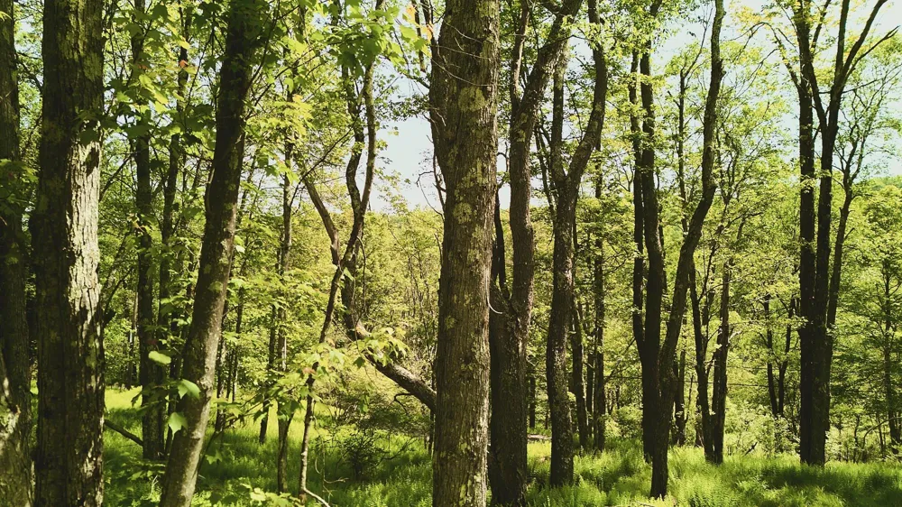 00 Benton Hollow Liberty, NY 12754