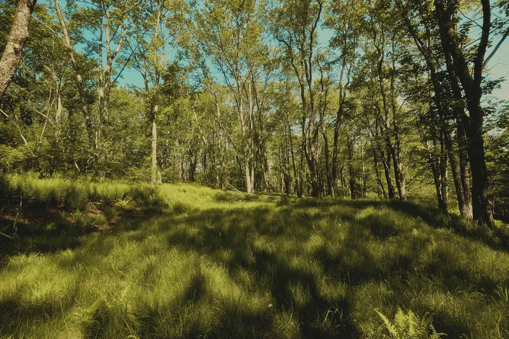 00 Benton Hollow Liberty, NY 12754
