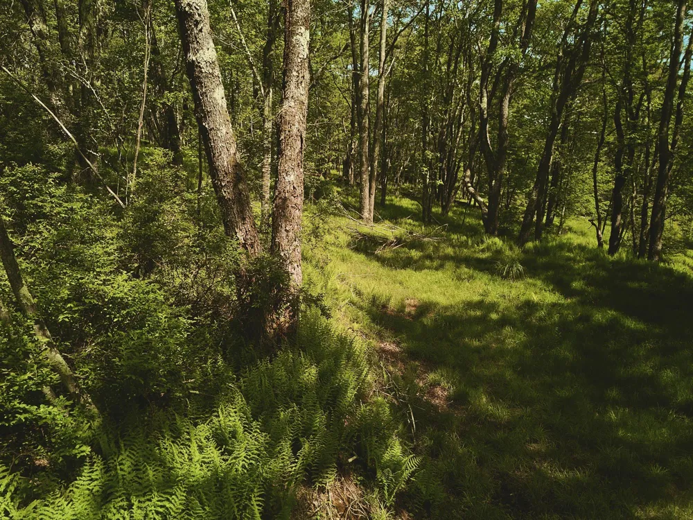 00 Benton Hollow Liberty, NY 12754