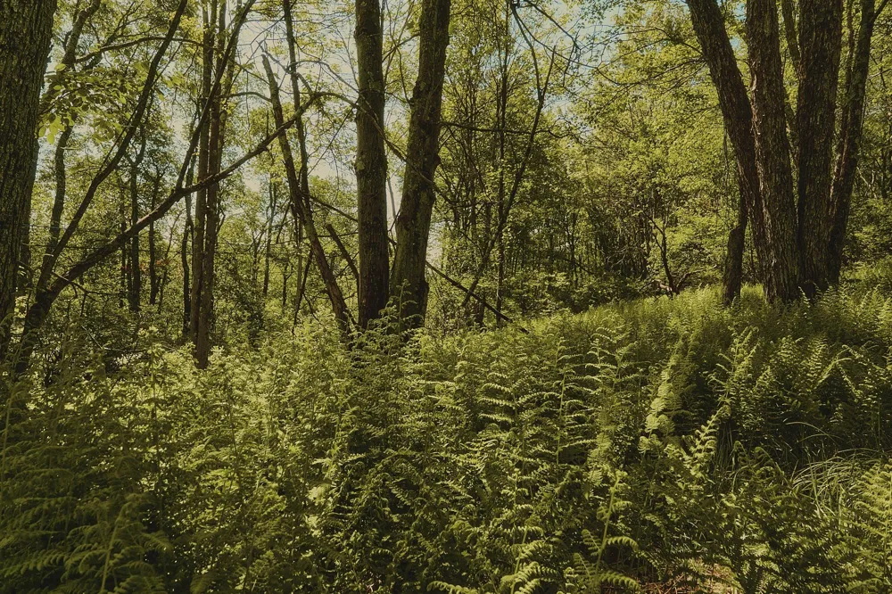 00 Benton Hollow Liberty, NY 12754