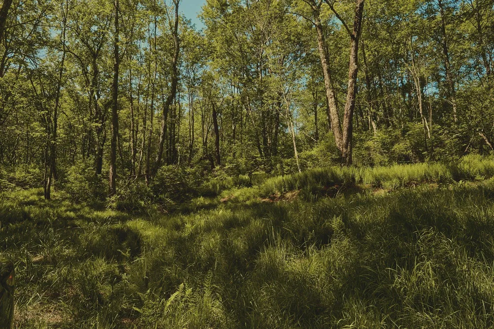00 Benton Hollow Liberty, NY 12754