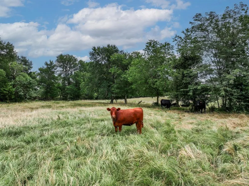 2287 Fm-3132 Klondike, TX 75448