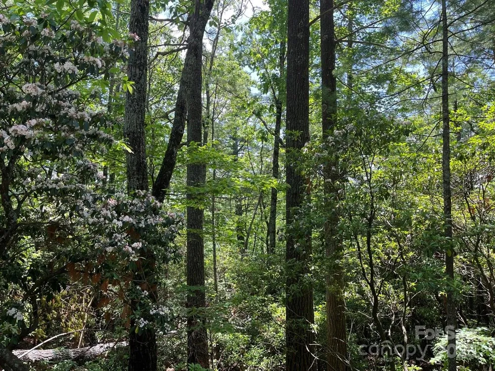 0000 Humpback Mountain Road Spruce Pine, NC 28777