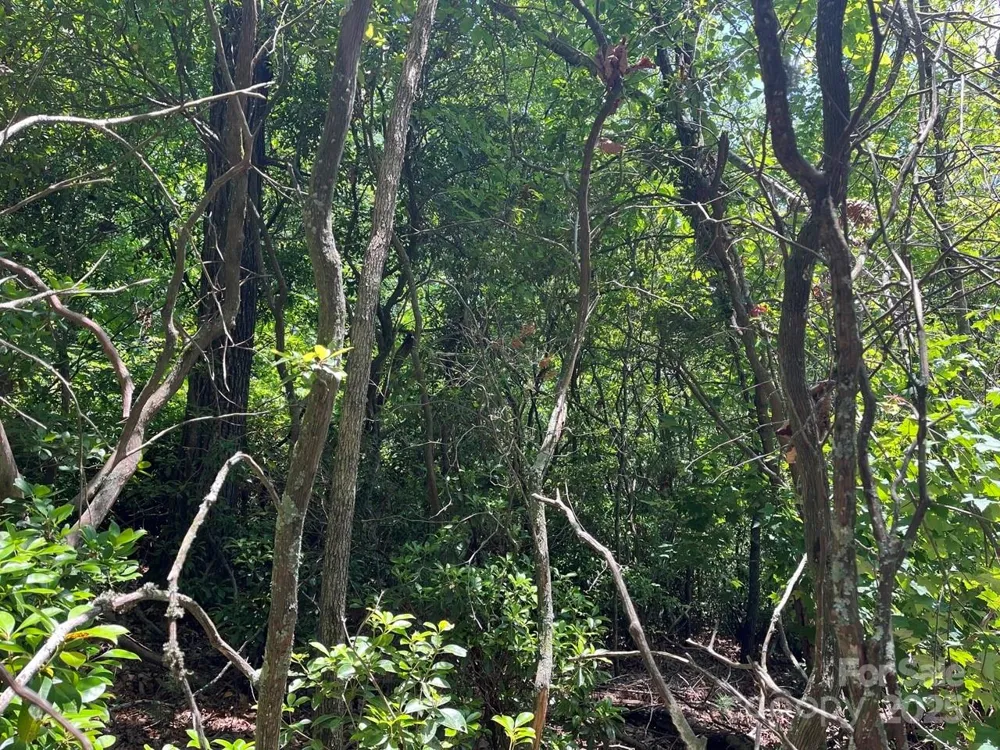0000 Humpback Mountain Road Spruce Pine, NC 28777
