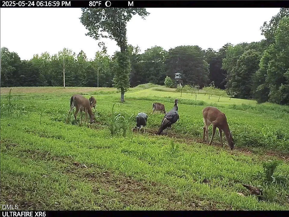 390 Line Creek Farm Road Yanceyville, NC 27379