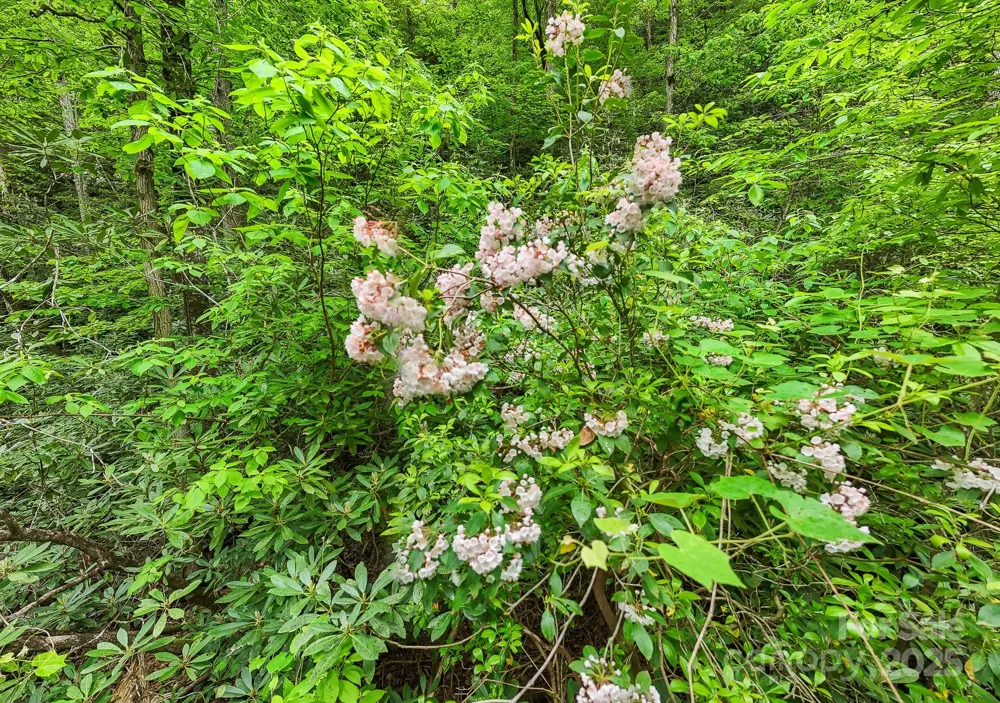 399 Shell Stand Road Almond, NC 28702