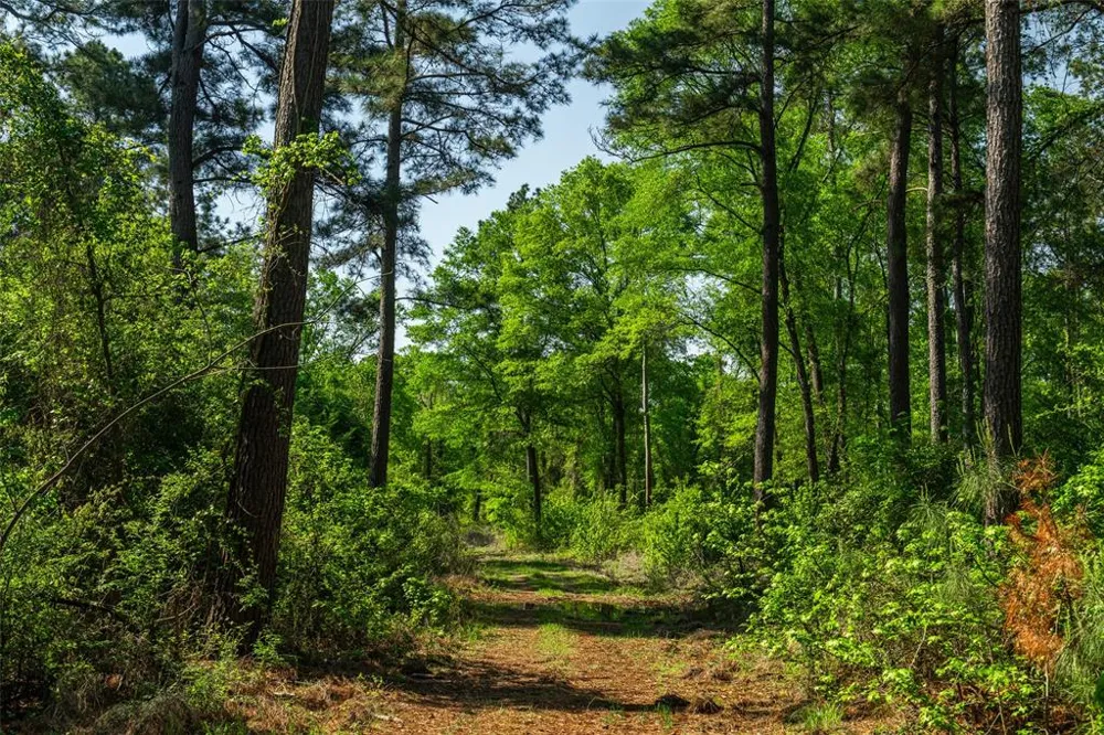 1 County Road 3322 Leesburg, TX 75451
