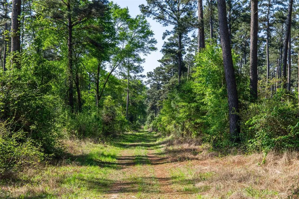 1 County Road 3322 Leesburg, TX 75451