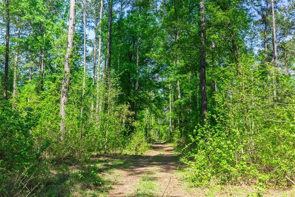 1 County Road 3322 Leesburg, TX 75451