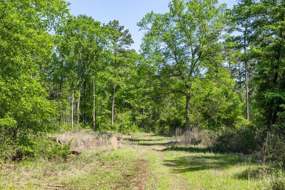 1 County Road 3322 Leesburg, TX 75451