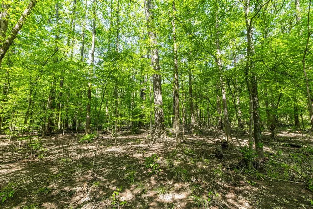 1 County Road 3322 Leesburg, TX 75451
