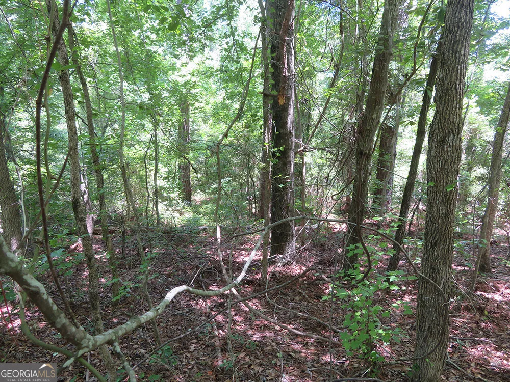 0 B Pineville RD Buena Vista, GA 31803