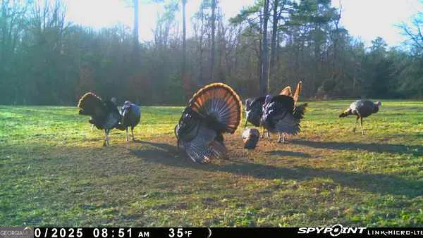 6620 Jr Sims RD Irwinton, GA 31042