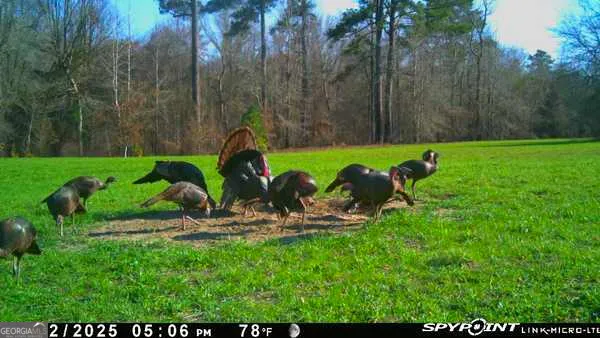 6620 Jr Sims RD Irwinton, GA 31042