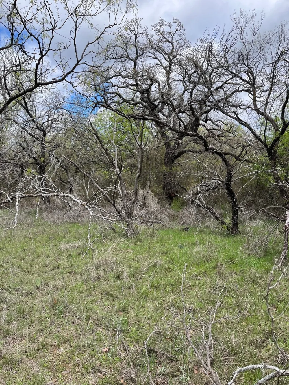 Burwick Road Jacksboro, TX 76458