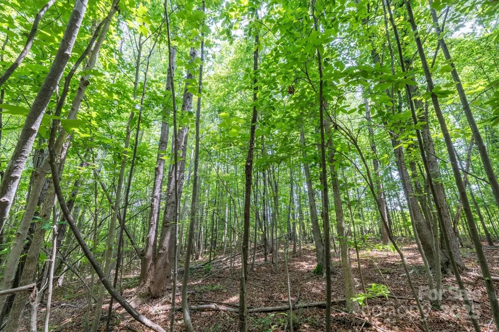 TBD Catawba Valley Boulevard SE #7-31 Hickory, NC 28601