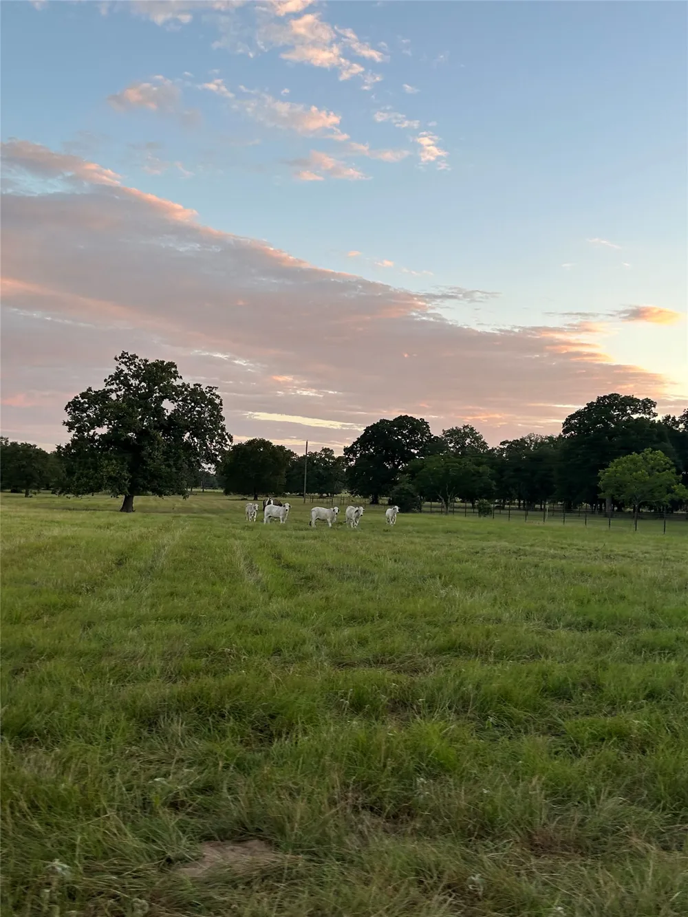 8058 Milam County Road 455 Thorndale, TX 78947