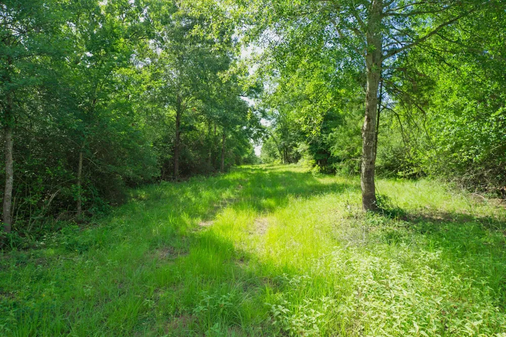 6443 Us Highway 79 W Buffalo, TX 75831