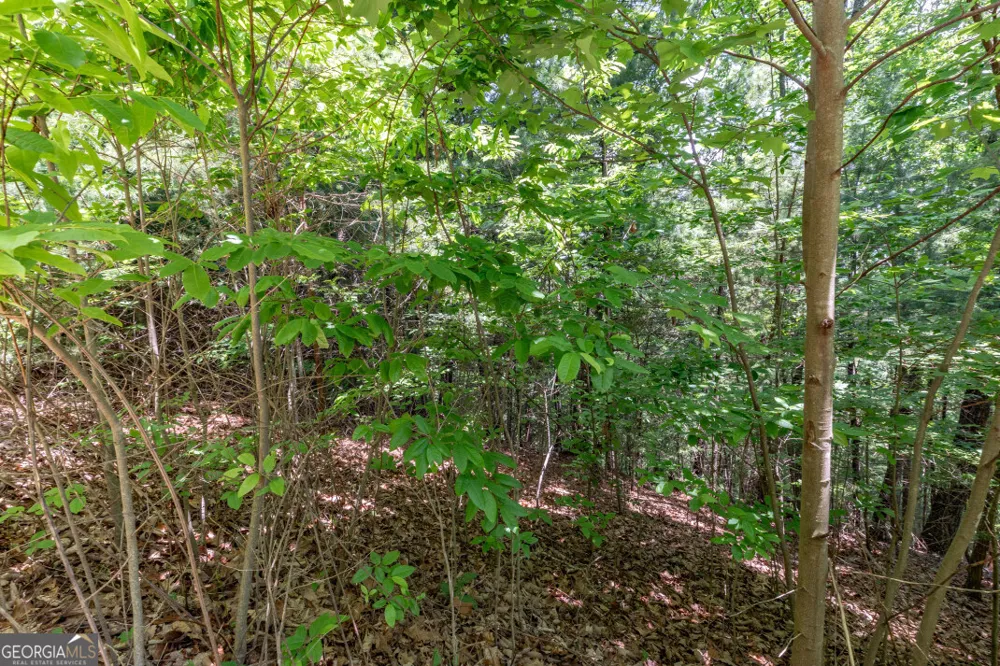 LOT 6 Wild Turkey Young Harris, GA 30582