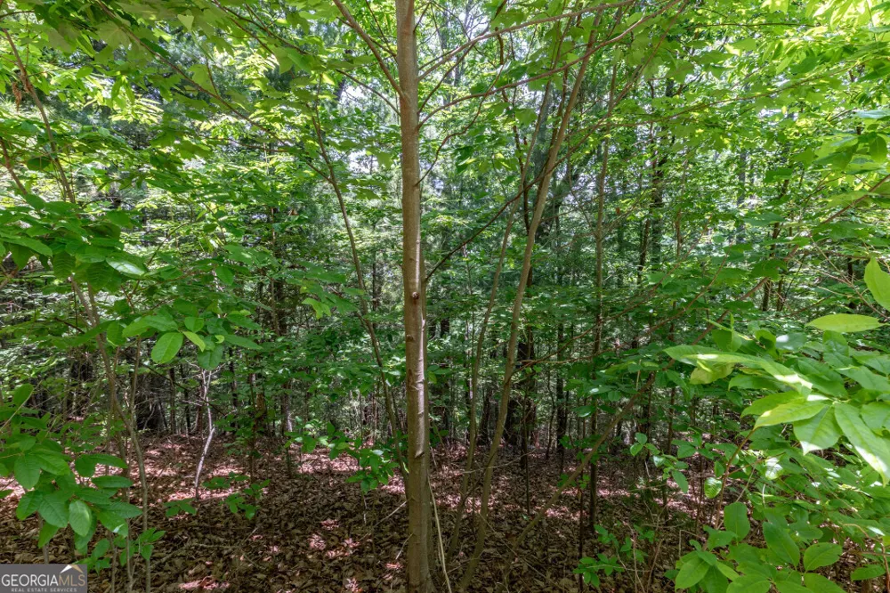 LOT 6 Wild Turkey Young Harris, GA 30582