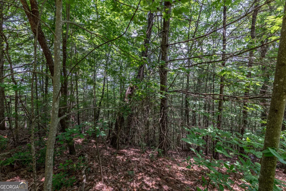 LOT 6 Wild Turkey Young Harris, GA 30582