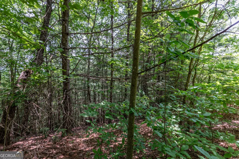 LOT 6 Wild Turkey Young Harris, GA 30582