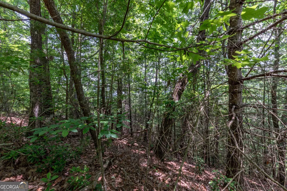 LOT 6 Wild Turkey Young Harris, GA 30582