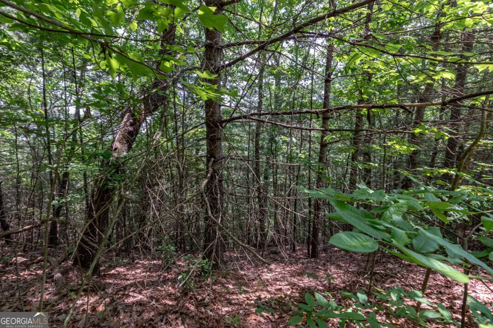 LOT 6 Wild Turkey Young Harris, GA 30582