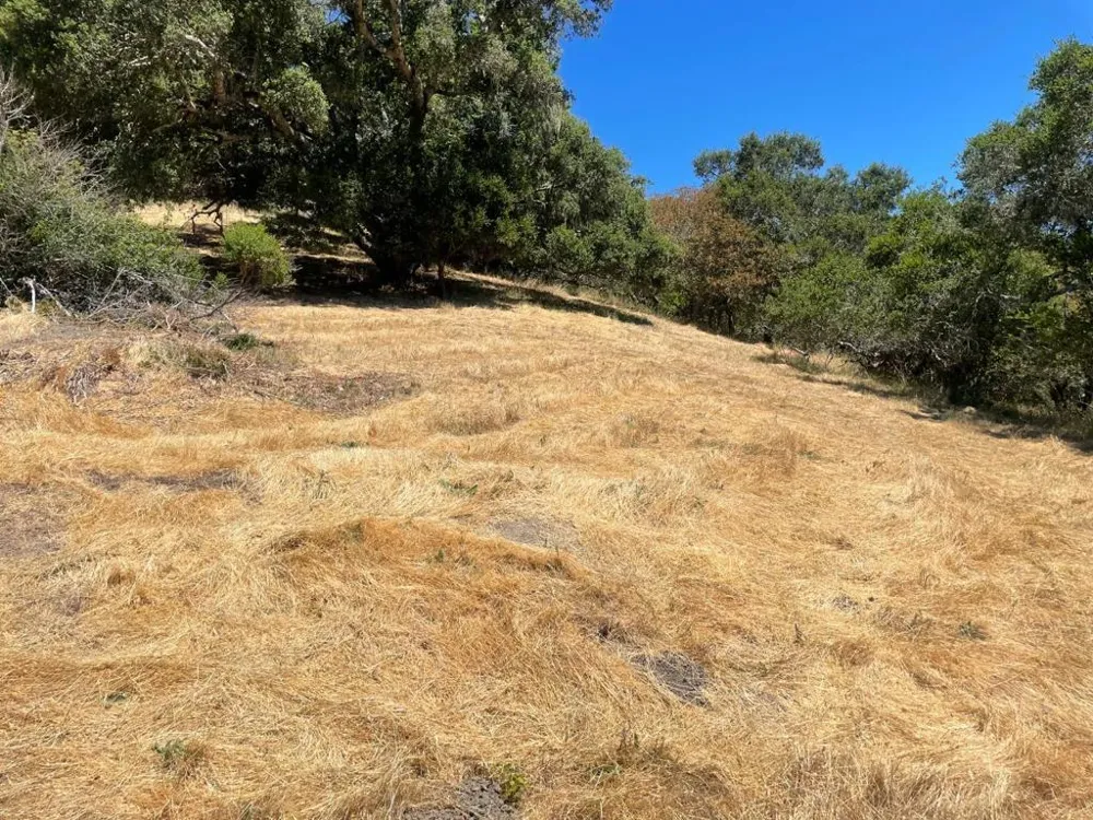 Tartan Trail Road Hillsborough, CA 94010