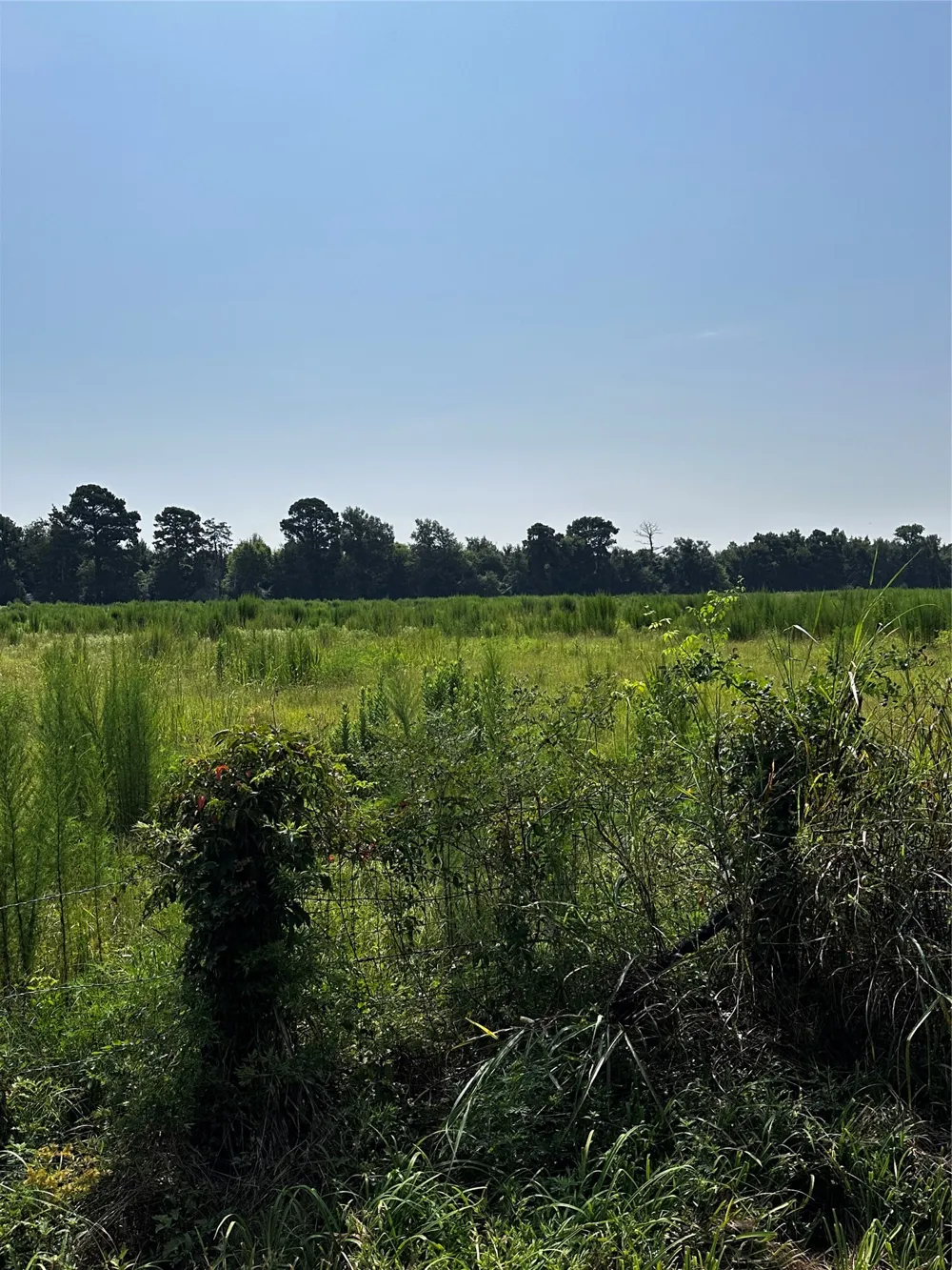 1 Fm-144 Daingerfield, TX 75638