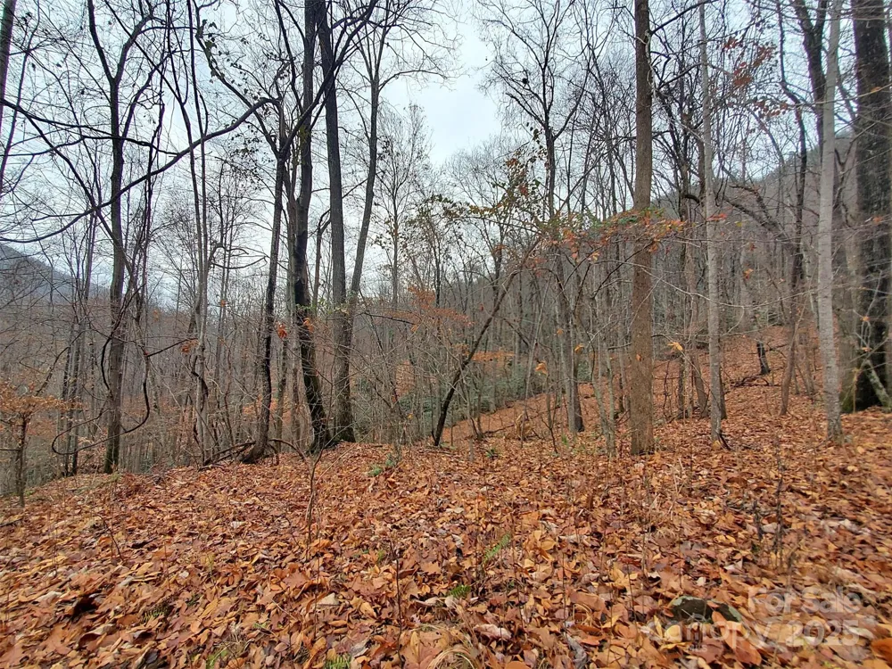 * Green River Cove Road Saluda, NC 28773