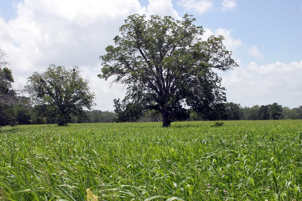 9411 FM 86 Highway Lockhart, TX 78644