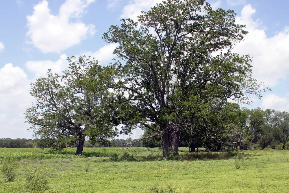 9411 FM 86 Highway Lockhart, TX 78644