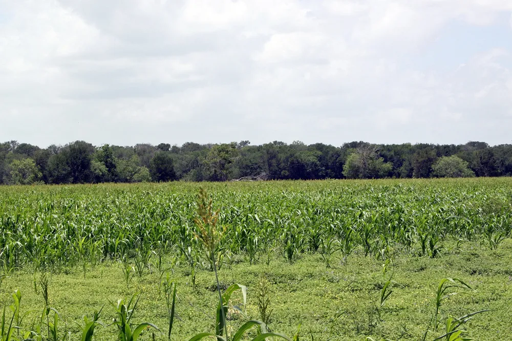 9411 FM 86 Highway Lockhart, TX 78644