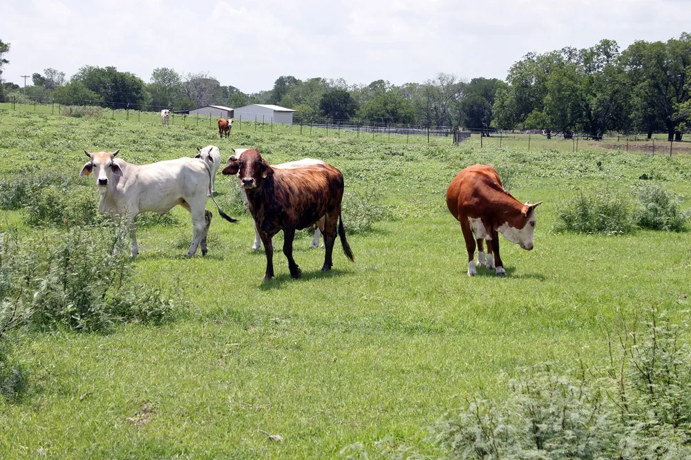 9411 FM 86 Highway Lockhart, TX 78644