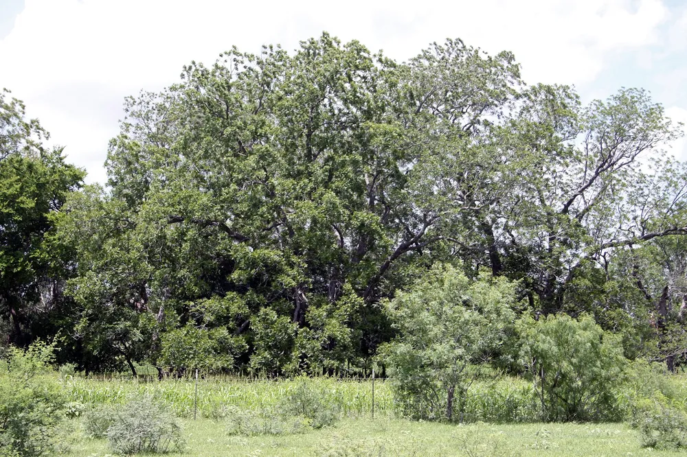 9411 FM 86 Highway Lockhart, TX 78644