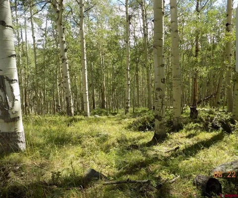 USFS RD 763 ROAD