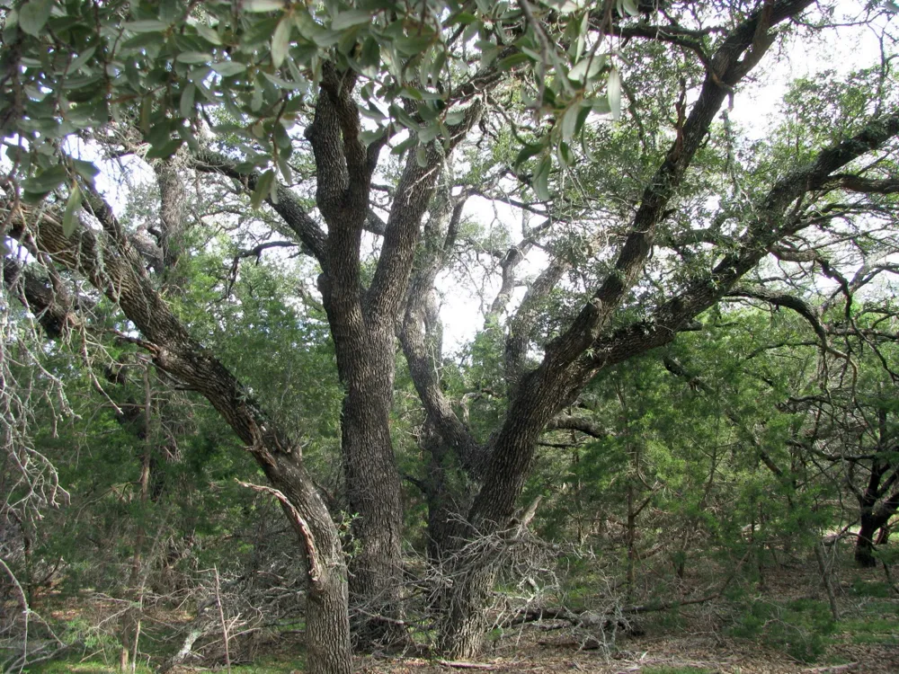 County Road 421 Evant, TX 76566