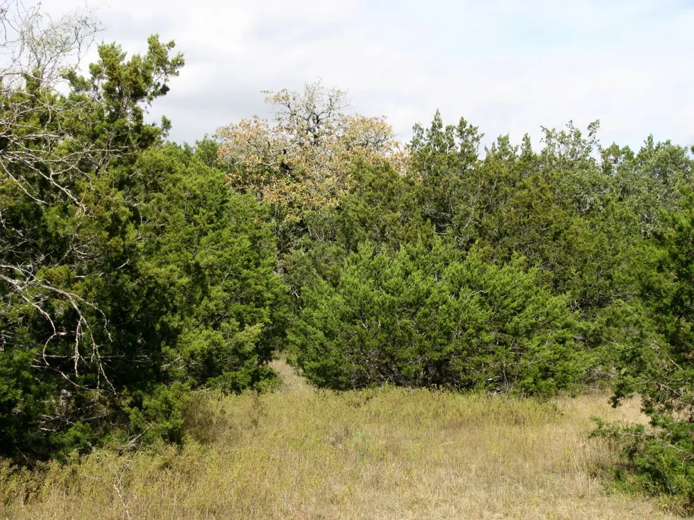 County Road 421 Evant, TX 76566