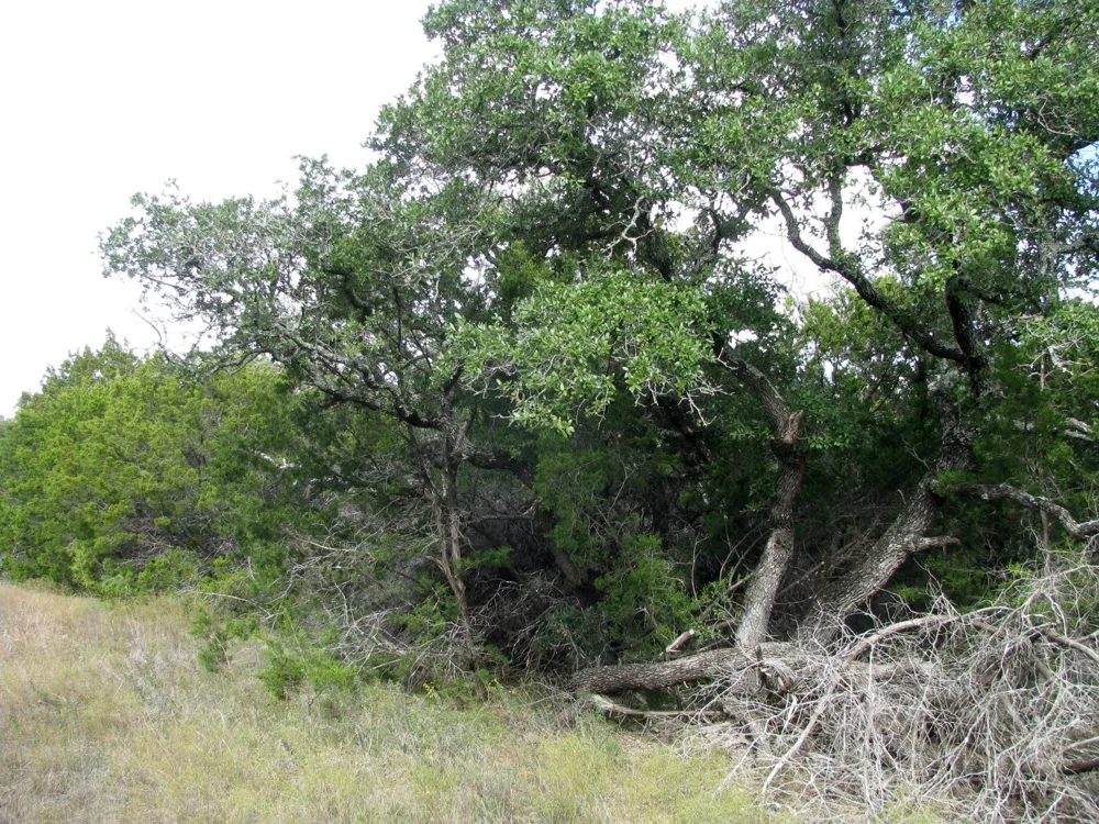 County Road 421 Evant, TX 76566