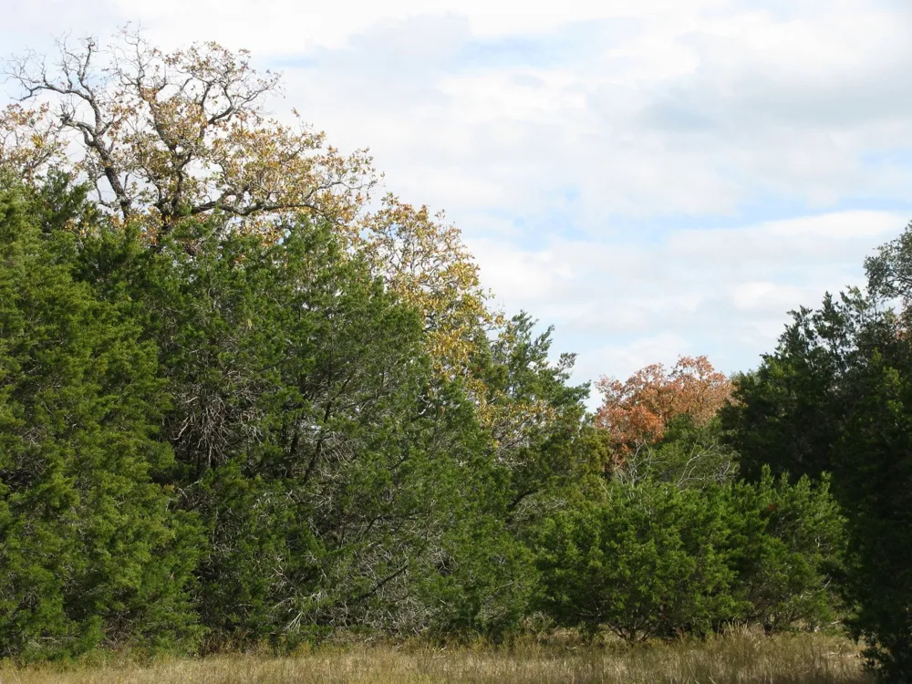 County Road 421 Evant, TX 76566
