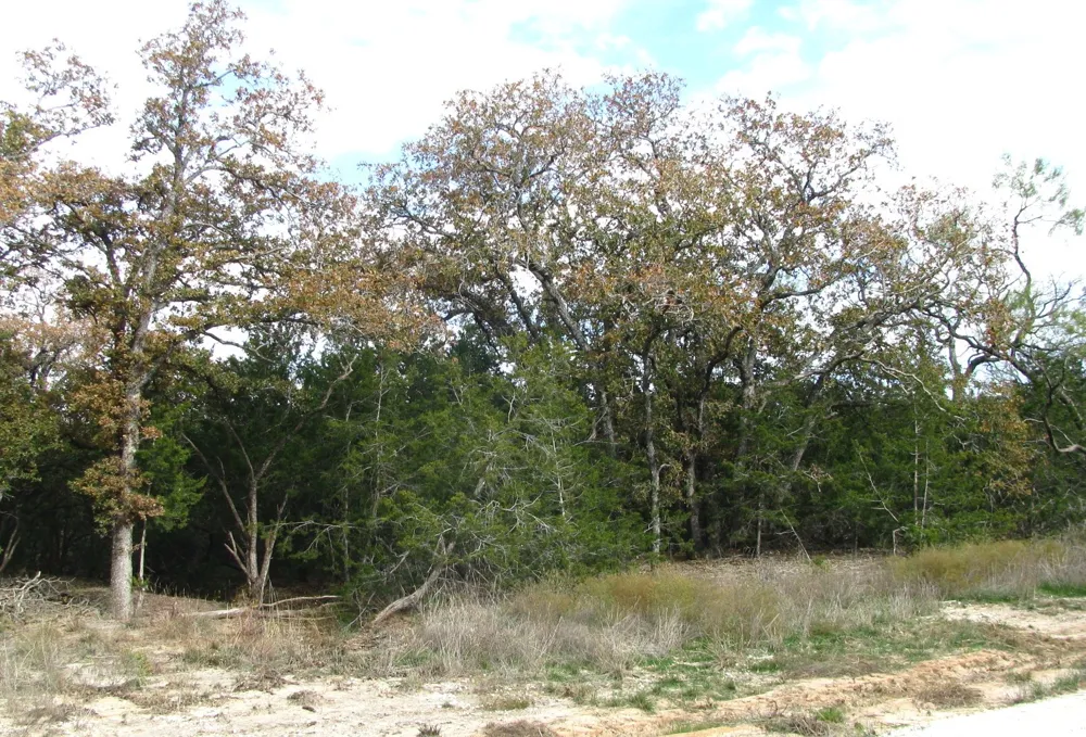 County Road 421 Evant, TX 76566