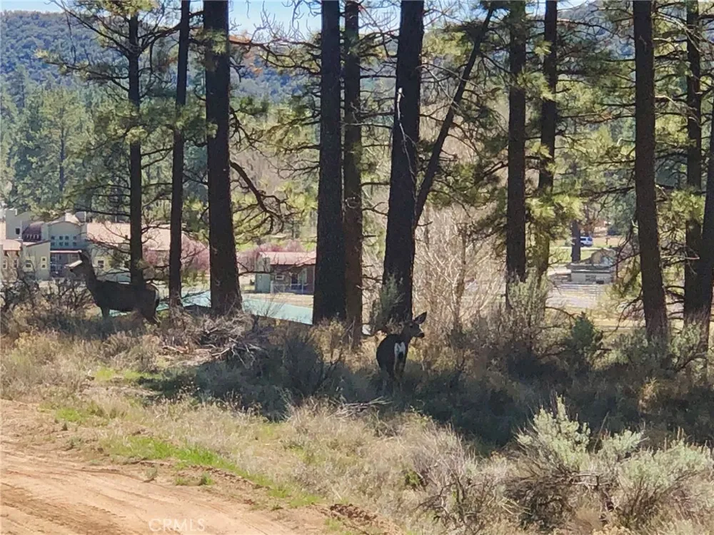 Butterfly Peak Rd. Mountain Center, CA 92561