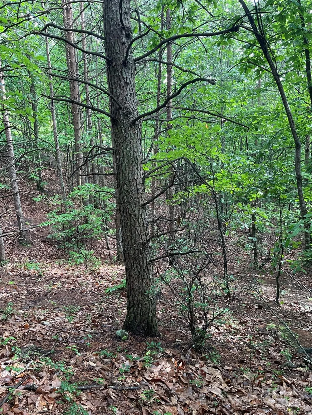 0 Pineknoll Drive Hickory, NC 28602