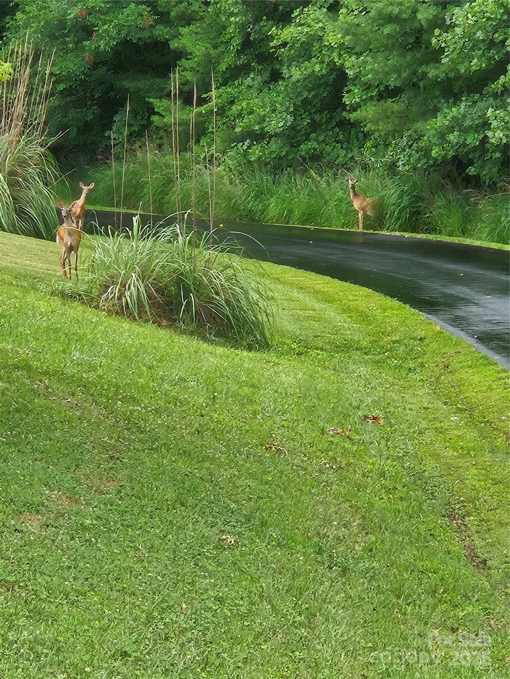 9999 Gabriels Creek Road #42 Mars Hill, NC 28754